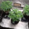 Kaufe Northern Lights Samen feminisiert von Herbies Seeds
