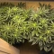 Apple Betty Cannabis-Samen Kaufen