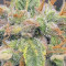 West Coast O.G. Auto (Fast Buds) Cannabis-Samen zu verkaufen