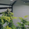 Royal Gorilla Cannabis-Samen Kaufen