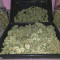 Candy Kush Auto Cannabis-Samen Kaufen