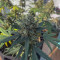 Original Auto Amnesia Haze (Fast Buds) Cannabis-Samen zu verkaufen