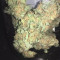 Northern Lights Cannabis-Samen Kaufen