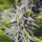 Bruce Banner Auto Cannabis-Samen Kaufen