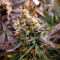 Caramelo Early Version (Delicious Seeds) Cannabis-Samen