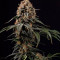 Amnesia Lemon Cannabis-Samen Kaufen