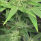Godzilla Original Glue GG#4 Cannabis-Samen Kaufen
