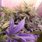 Kaufe Purple Juice Auto Samen feminisiert von Herbies Seeds
