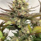 GG4 Sherbet Fast Flowering Cannabis-Samen Kaufen