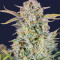 Bruce Banner Auto feminisierte Samen (Fast Buds)
