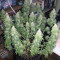 GG#4 Original Glue feminisierte Samen (Original Sensible Seeds)