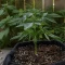 Green Gelato Automatic (RQS) Cannabis-Samen