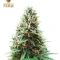 High-THC Bundle #3: 3x5 seeds (Mixed)