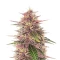 Humboldt Dream feminisierte Samen (Humboldt Seed Company)