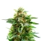 Mango Crack (Original Sensible Seeds)