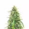 Pineapple Runtz Auto feminisierte Samen (Ethos Genetics)