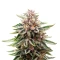 Purple (Ceres Seeds) Cannabis-Samen