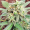 Purple Juice Auto feminisierte Samen (Herbies Seeds)