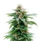 Purple Overload (Original Sensible Seeds)