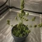 Quick One Auto (RQS) Cannabis-Samen