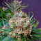 Strawberry Lemonade feminisierte Samen (Barney’s Farm)