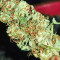 THC Bomb (Bomb Seeds) Cannabis-Samen