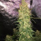 Trans Siberian Auto (Auto Seeds) Cannabis-Samen