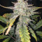 Original Auto Chemdawg (Fast Buds) Cannabis-Samen