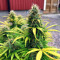 Original Auto Critical (Fast Buds) Cannabis-Samen