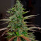 Auto Banana Blaze (Dutch Passion) Cannabis-Samen