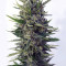 Auto Malawi x Northern Lights (Ace Seeds) Cannabis-Samen