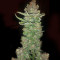 Buddha Magnum Auto regular (Buddha Seeds) Cannabis-Samen