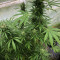 Diesel Auto (G13 Labs) Cannabis-Samen
