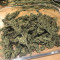 Dr. Grinspoon (Barney's Farm) Cannabis-Samen