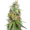 Durban Regular (CannaBioGen) Cannabis-Samen