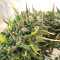 Girl Scout Cookies Auto (Original Sensible Seeds) Cannabis-Samen