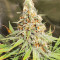 Gorilla Cookies (Big Head Seeds) Cannabis-Samen