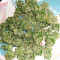 Hindu Kush (Sensi Seeds) Cannabis-Samen