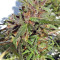 Honduras Regular (Ace Seeds) Cannabis-Samen