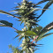 Kali China (Ace Seeds) Cannabis-Samen