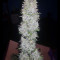 LSD Auto (Barney's Farm) Cannabis-Samen