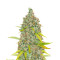 Moonshine’s Ghost Train Haze (Rare Dankness Seeds) Cannabis-Samen