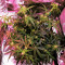 Purple Punch Autoflower (Seedstockers) Cannabis-Samen