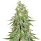 Acid Dough (Ripper Seeds) Cannabis-Samen