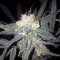Sour Tangie (Reserva Privada) Cannabis-Samen