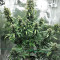 Super Skunk (Seedstockers) Cannabis-Samen