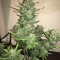 Tangie'matic Auto feminisierte Samen (Fast Buds)