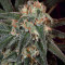 Thin Mint Crack (Seedstockers) Cannabis-Samen