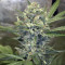 Wedding Cake Auto (Original Sensible Seeds) Cannabis-Samen