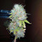 Z Glue (Expert Seeds) Cannabis-Samen